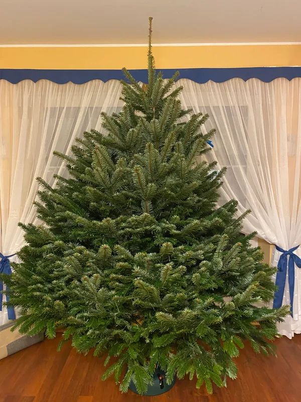 Choinka świąteczna